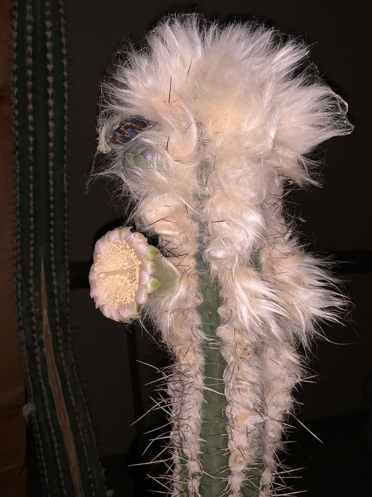 Pilosocereus showing off it's squash fragrance at midnight.