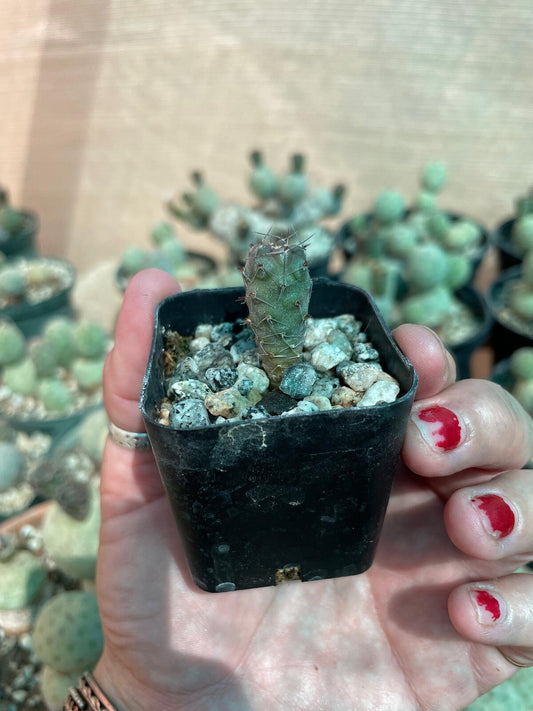 Tephrocactus geometricus Cactus Seedling | Snowman Cactus | Argentine Opuntioid