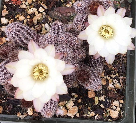 Echinopsis chamaecereus (Peanut Cactus) Cutting Pack - WestField Alba, Yellow Bird, Rose Quartz, Orange Blooms
