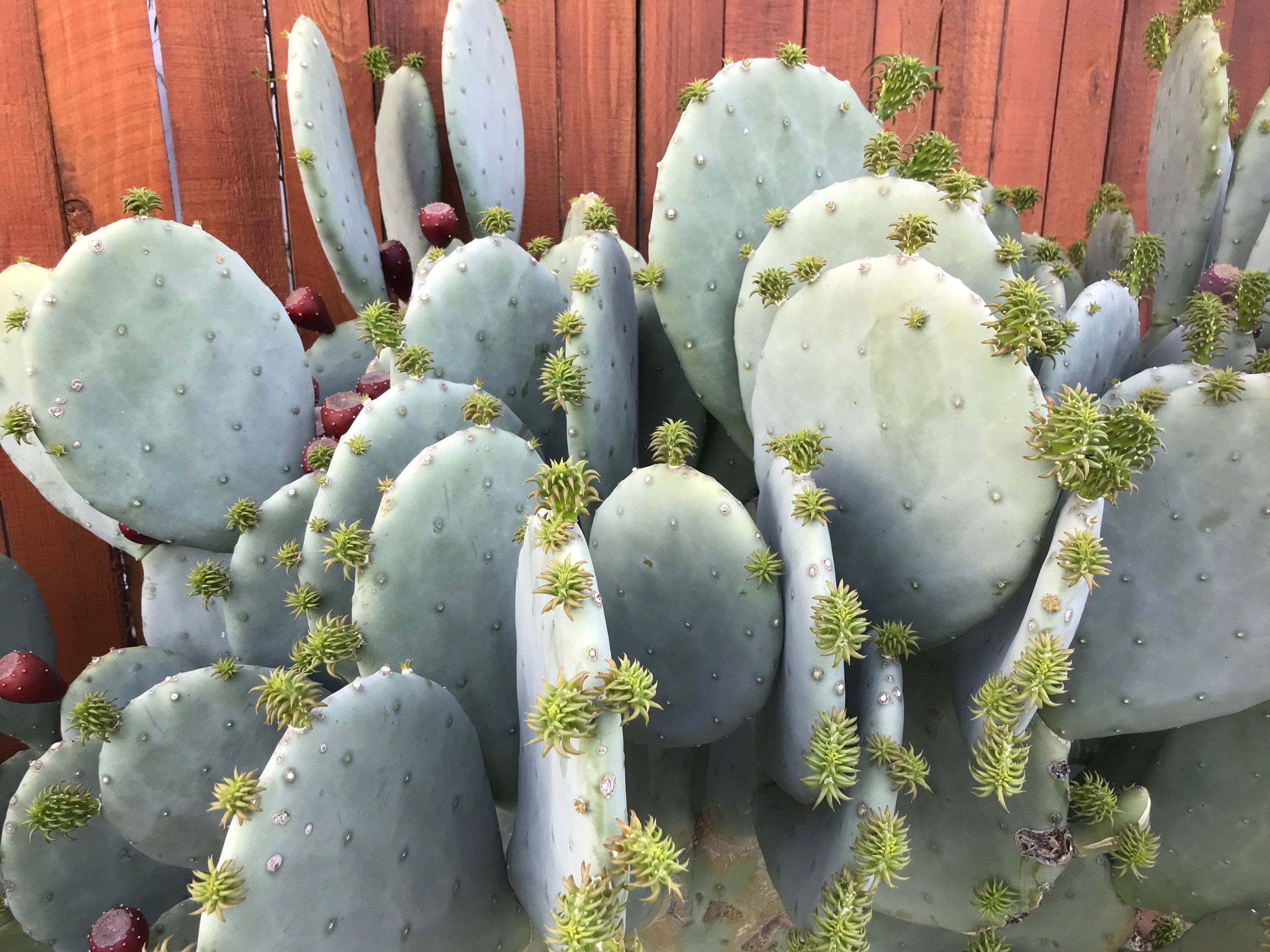 where to buy spineless prickly pear cactus Opuntia cacanapa ellisiana - blue spineless prickly pear