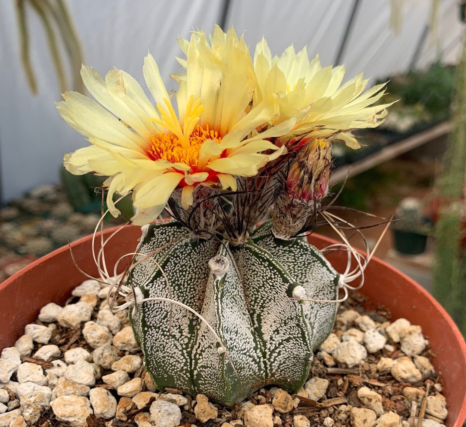 Astrophytum capricorne – Cactus Seeds