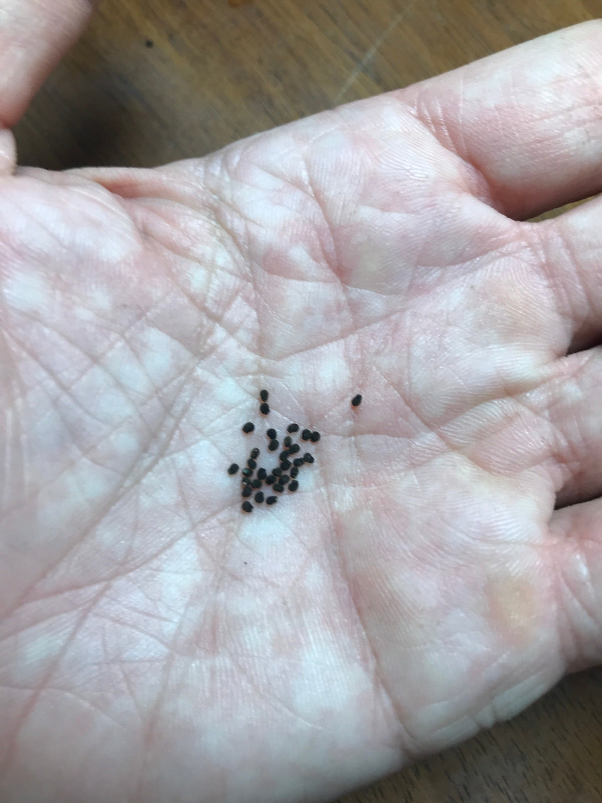 Echinopsis oxygona Cactus Seeds