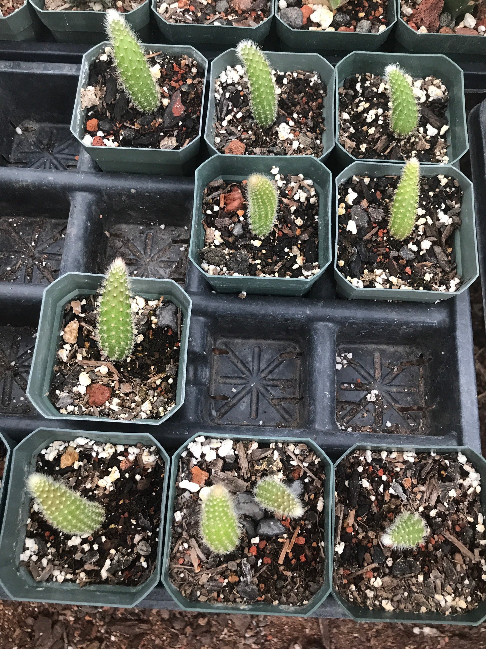 Hildewintera colademononis - Monkey Tail Cactus Seeds - Grown in the California Desert