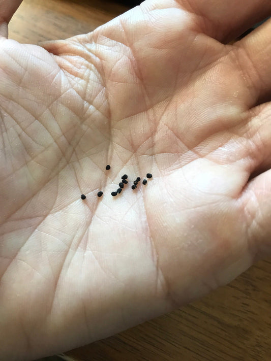 Obregonia denegrii - Artichoke Cactus - Seeds