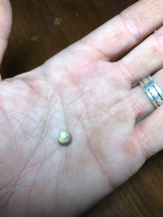 Tephrocactus geometricus Cactus Seeds