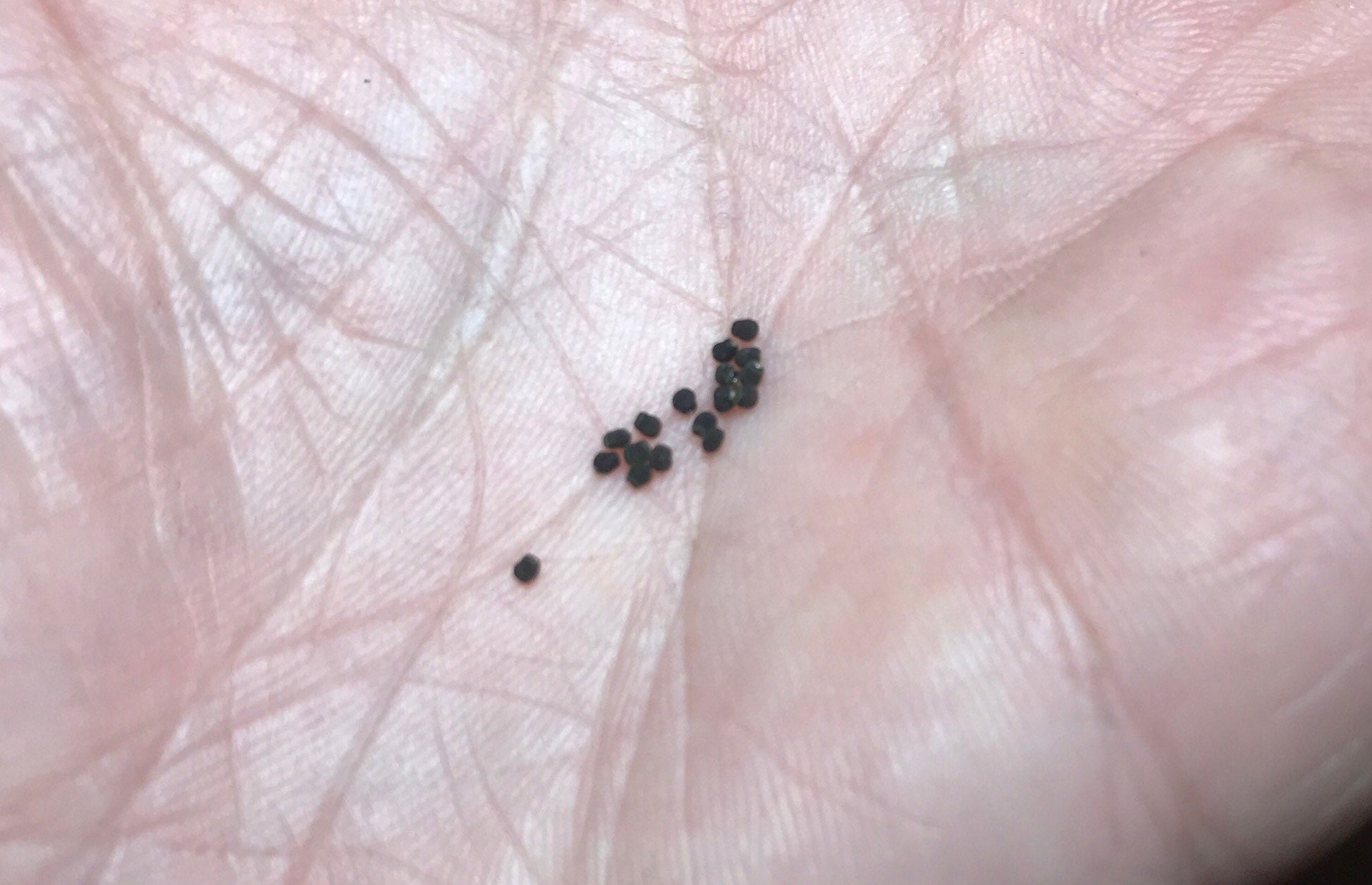 Echinopsis oxygona variegated variegata Cactus Succulent Seeds