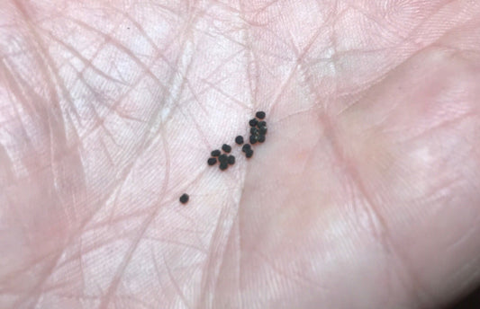 Echinopsis oxygona variegated variegata Cactus Succulent Seeds