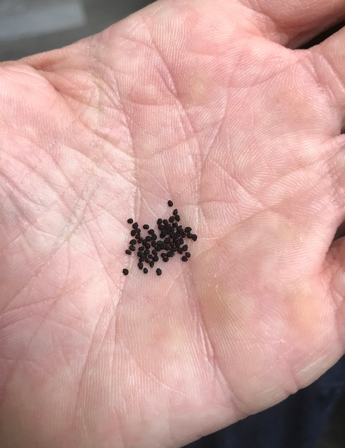 Echinocereus engelmannii - Strawberry Hedgehog Cactus Seeds
