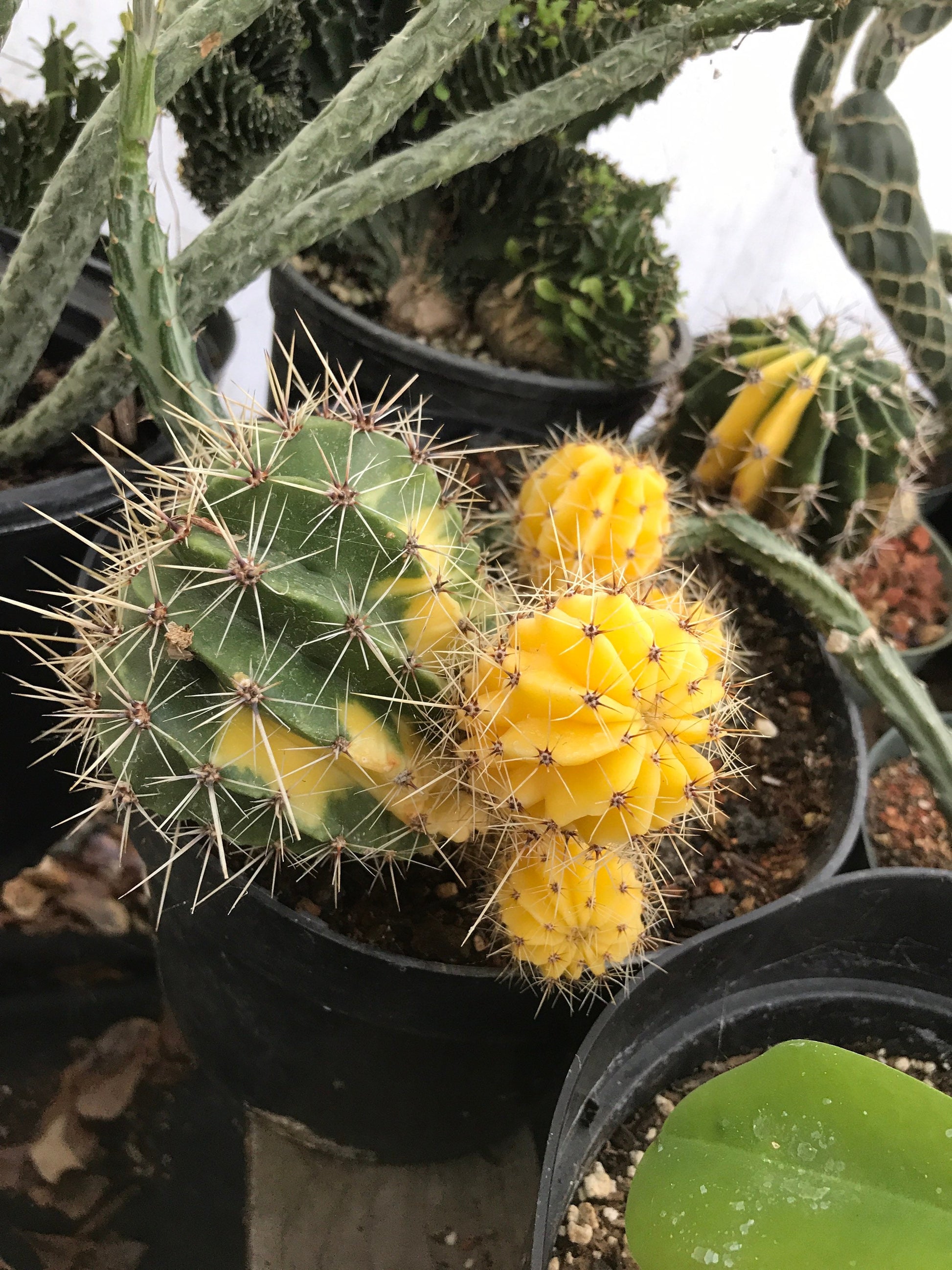 Echinopsis oxygona variegated variegata Cactus Succulent Seeds