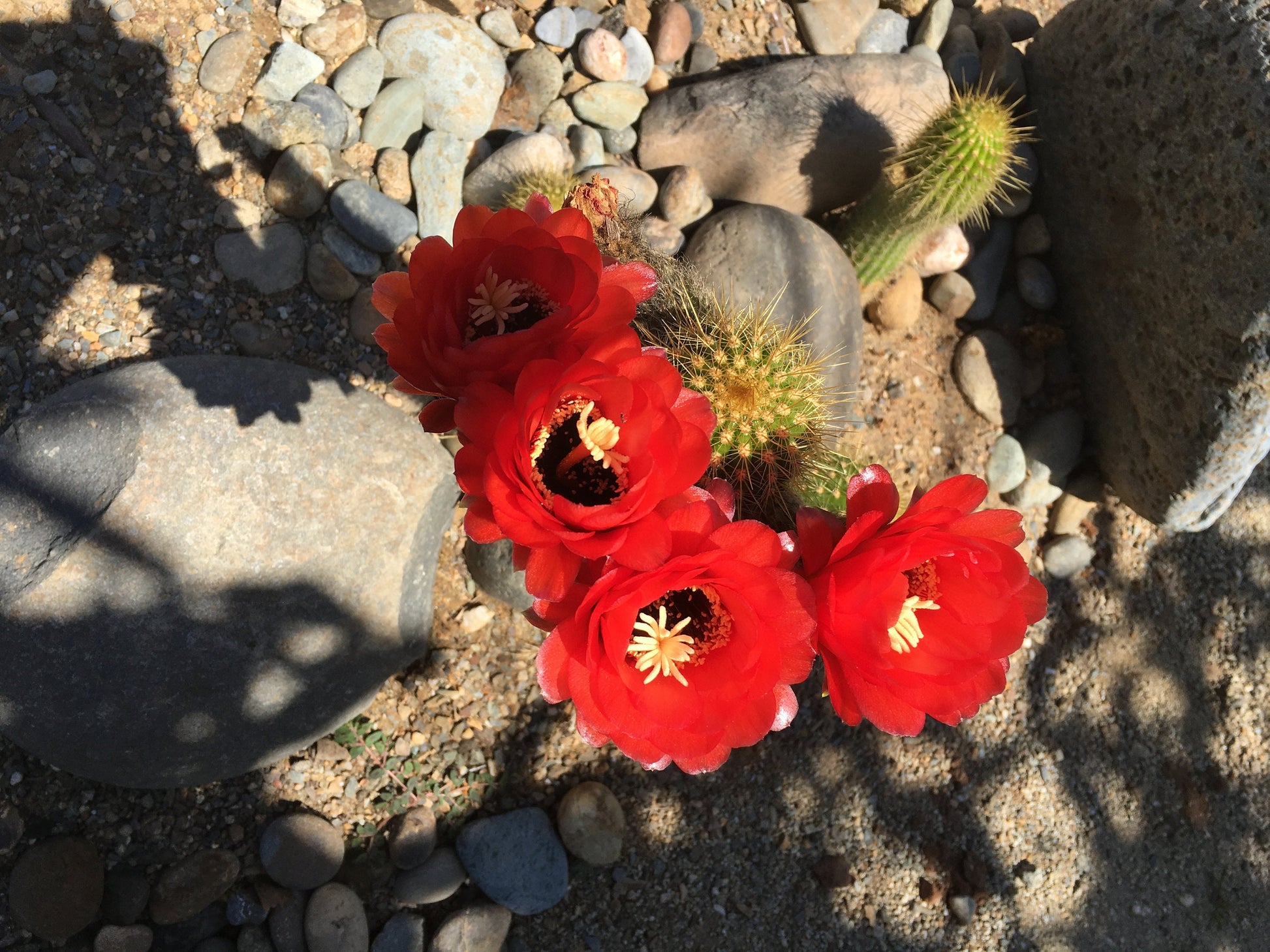 Helianthocereus grandiflorus – Cactus Seeds (Organically Grown)