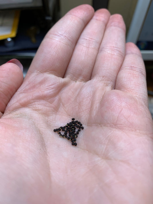 Echinopsis subdenudata (Domino Cactus) Seeds