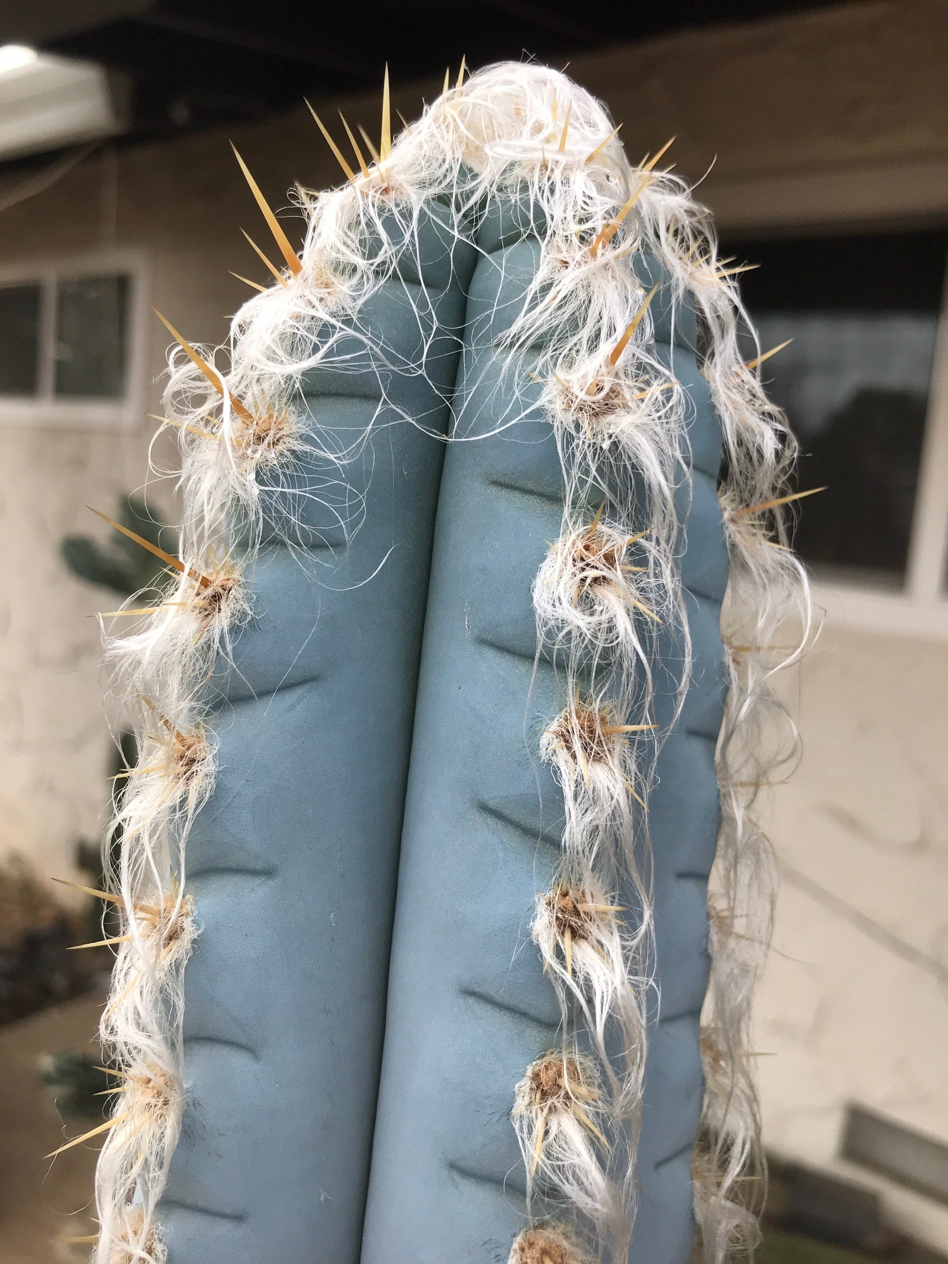 Pilosocereus glaucescens Cactus Seeds