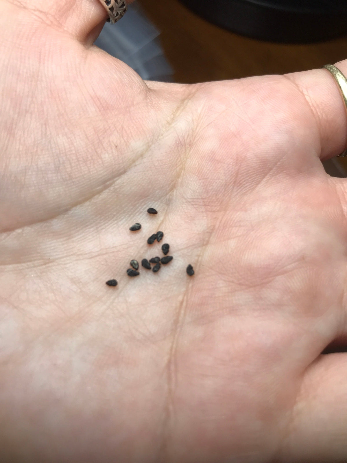 Cereus forbesii monstrose Cactus Seeds