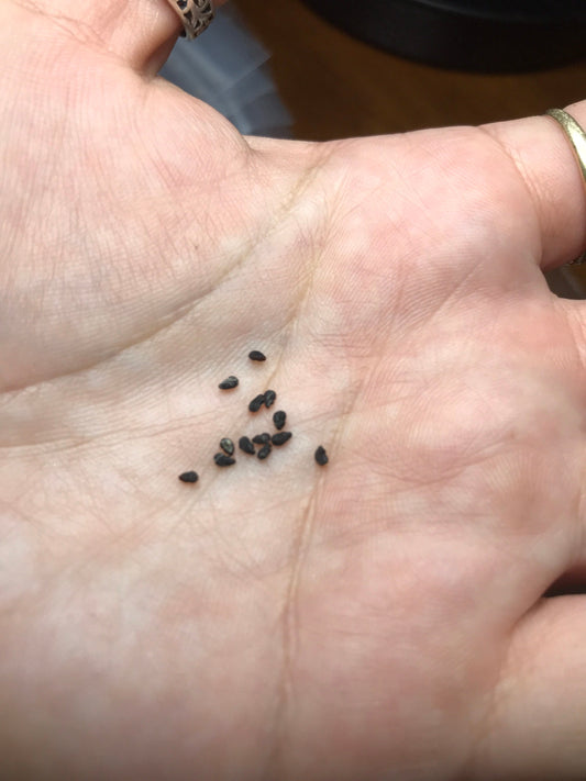 Cereus forbesii monstrose Cactus Seeds
