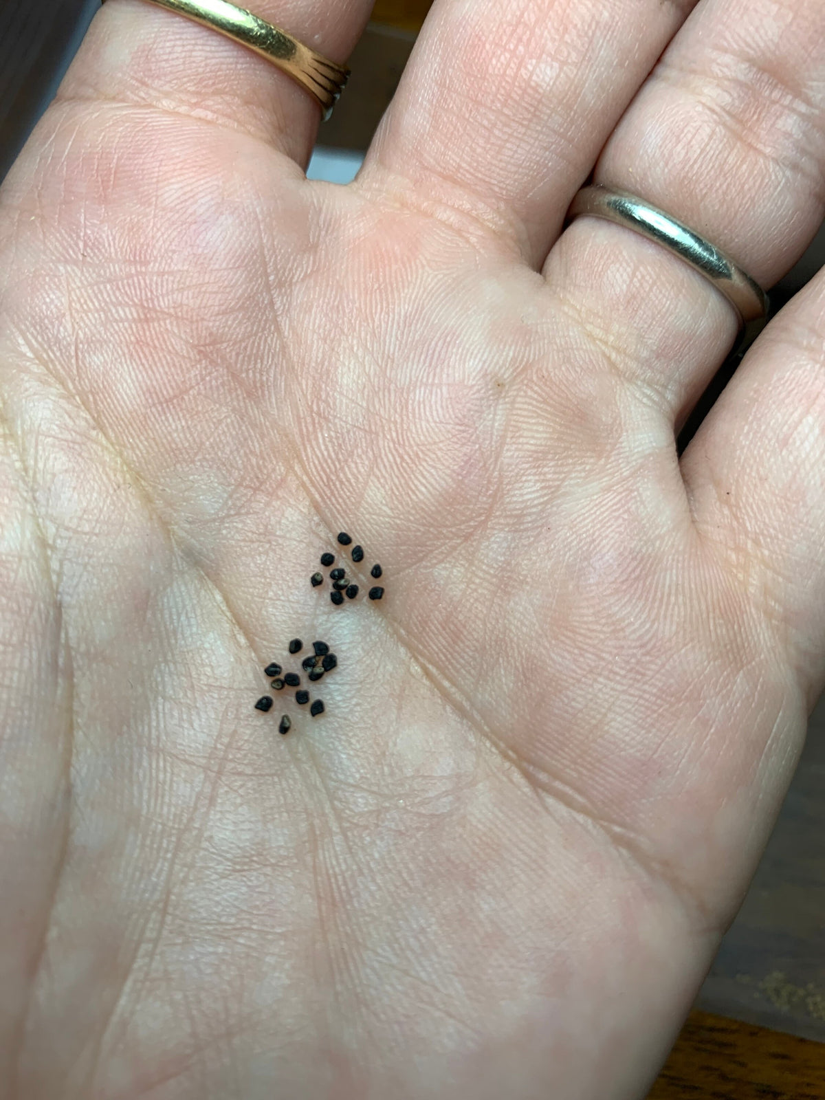 Echinocereus morricalii inermis Cactus Seeds