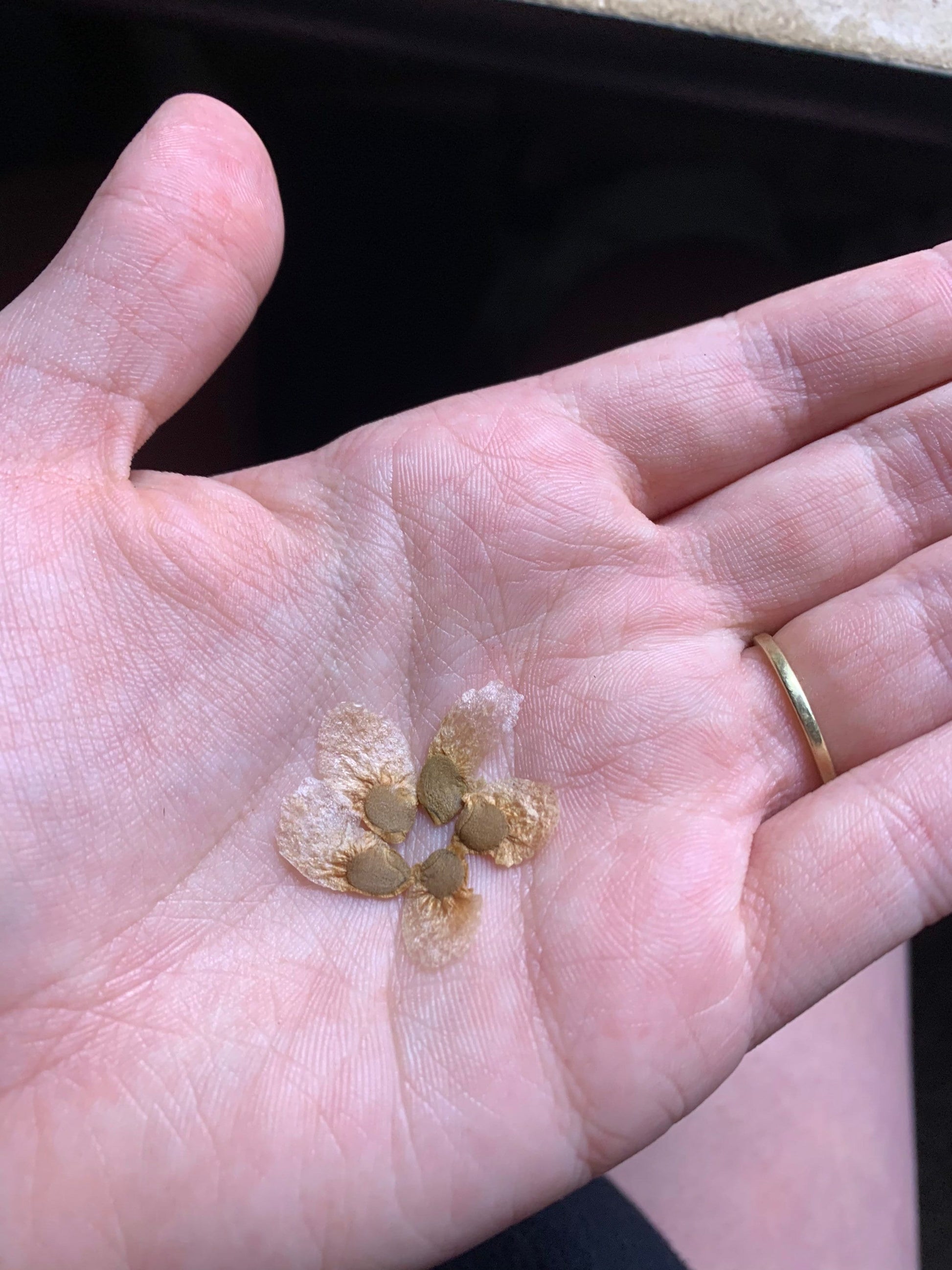 Dioscorea elephantipes Seeds