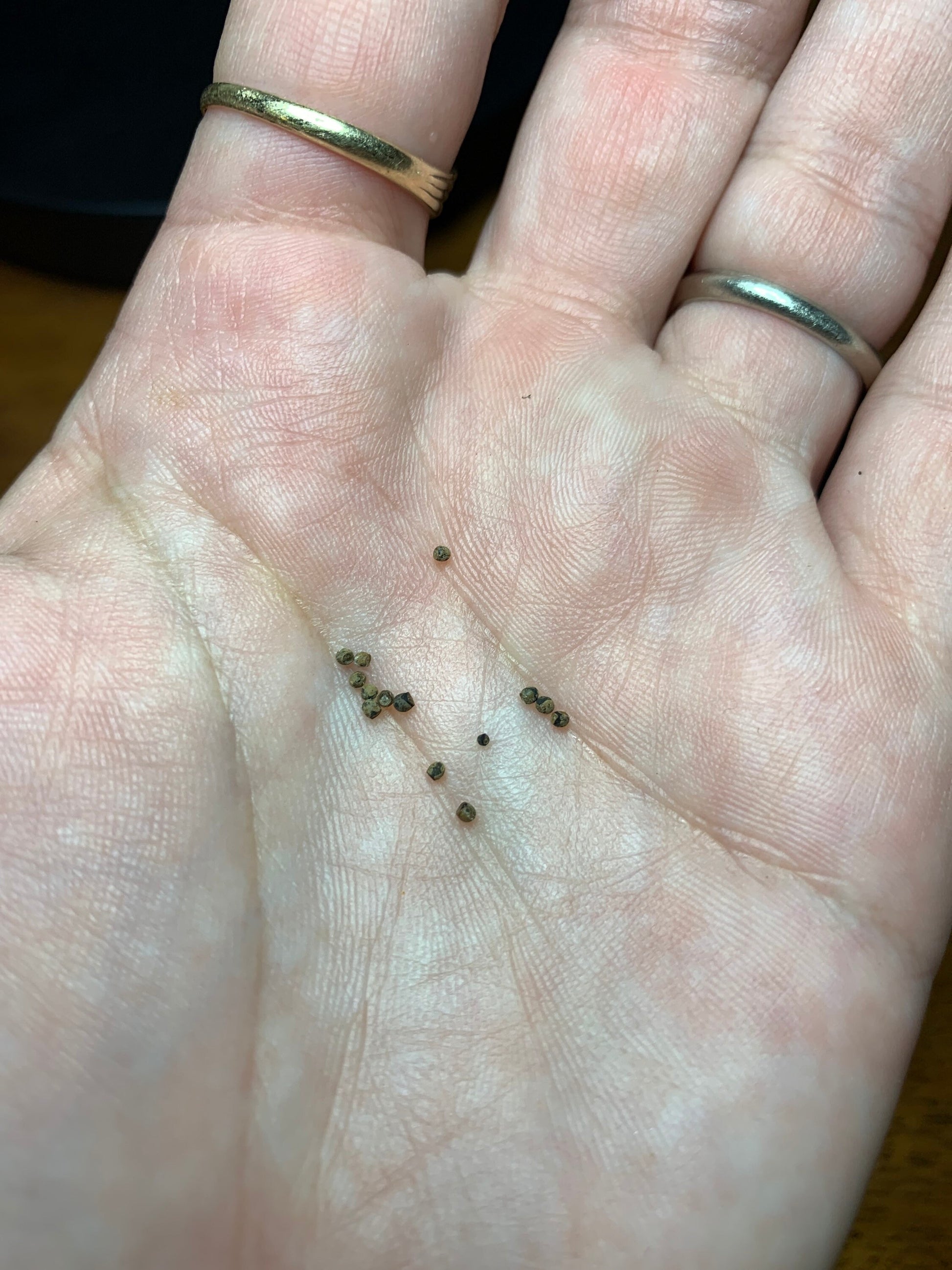 Gymnocalycium altagraciense Cactus Seeds