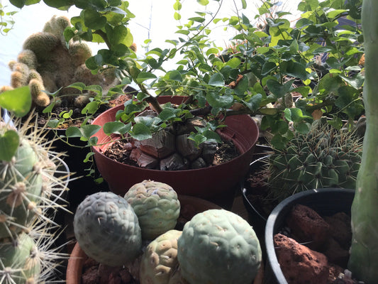 Dioscorea elephantipes Seeds