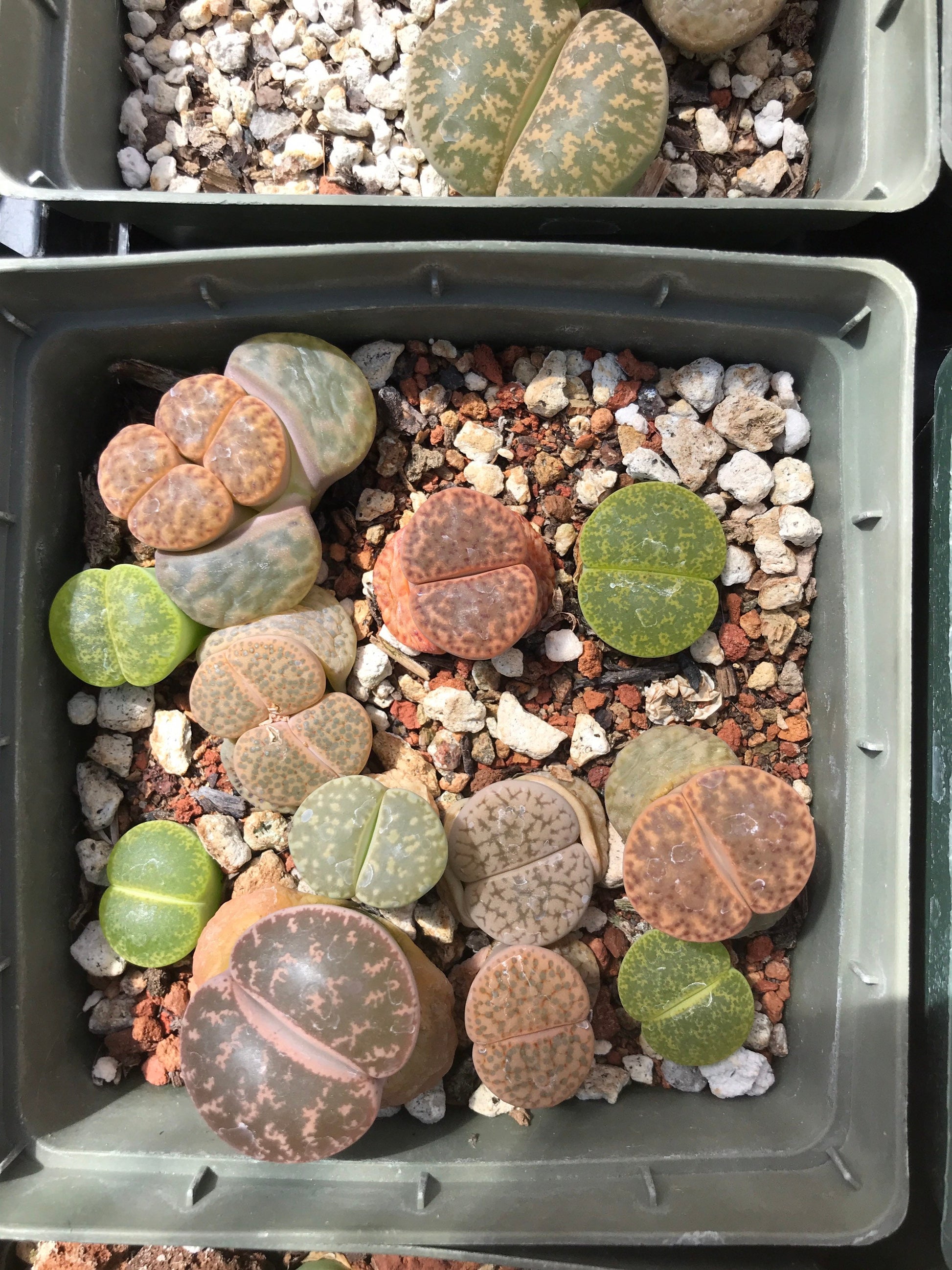 Lithop Seeds - Assorted species and hybrids
