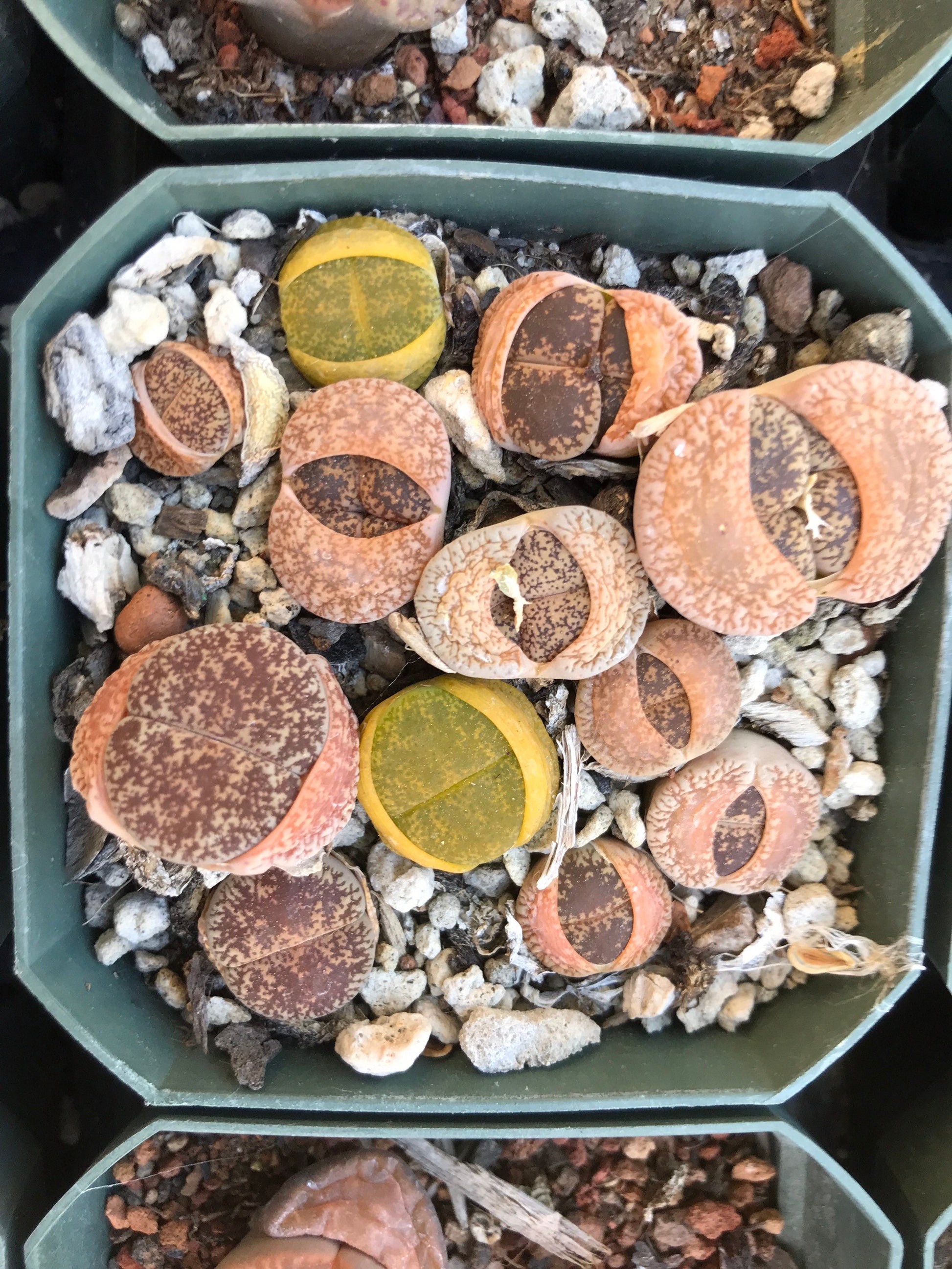 Lithop Seeds - Assorted species and hybrids
