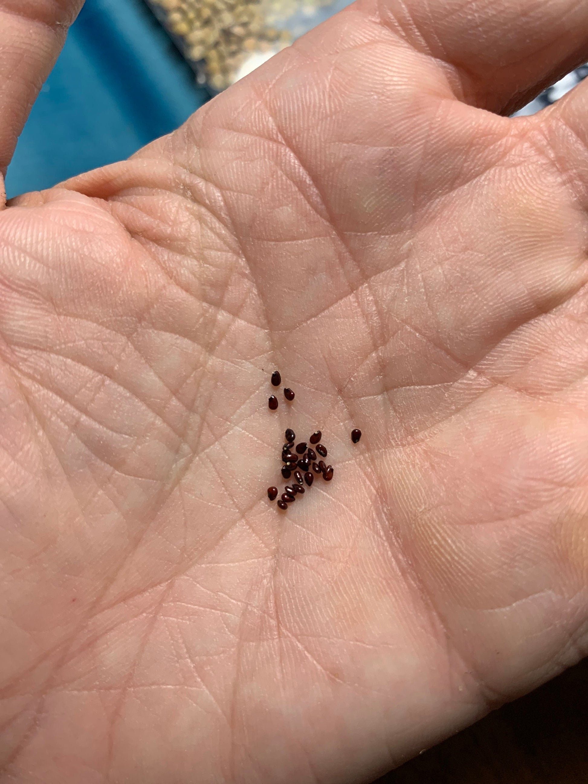 Echinocactus grusonii – Golden Barrel Cactus Seeds