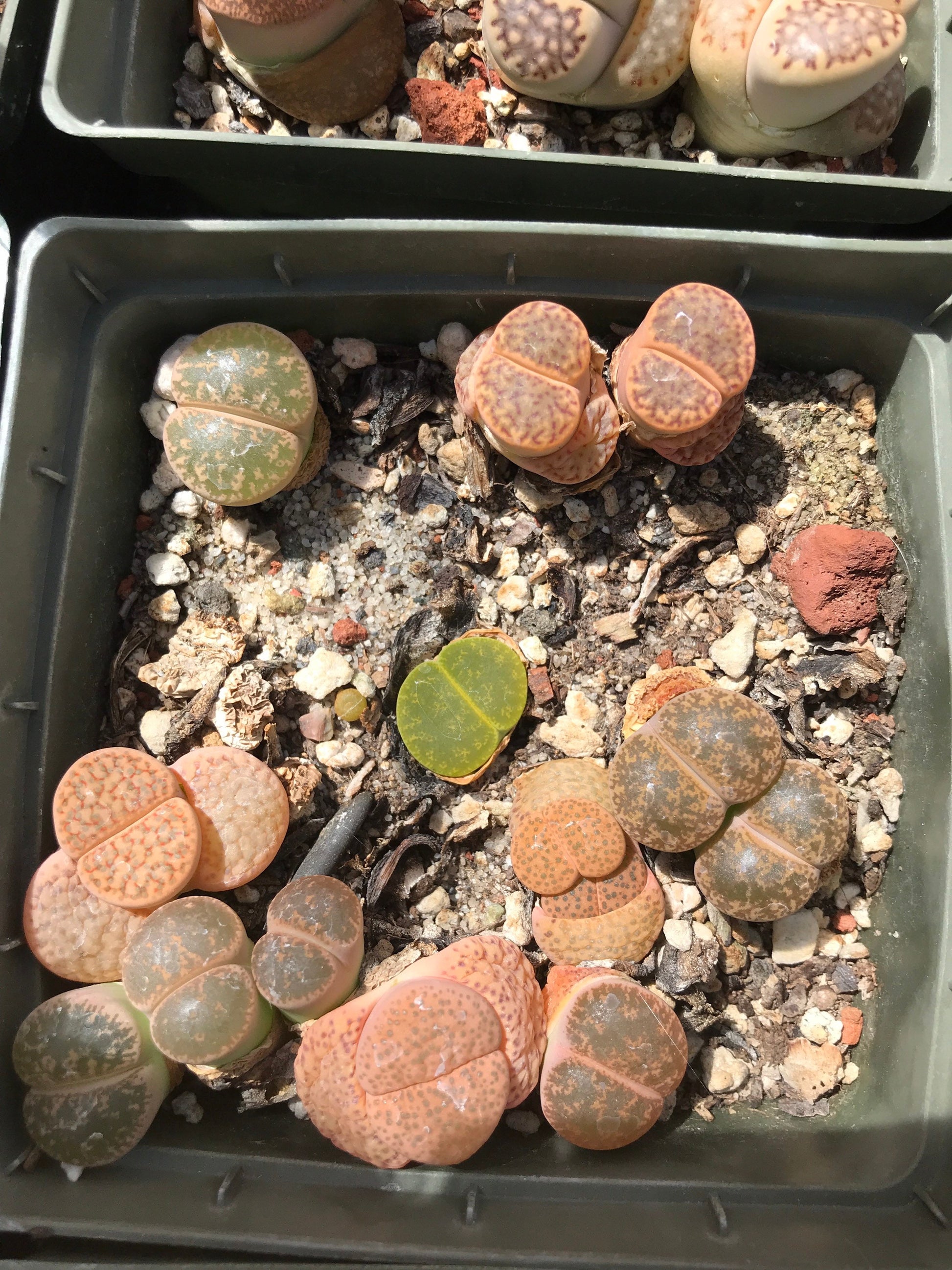 Lithop Seeds - Assorted species and hybrids