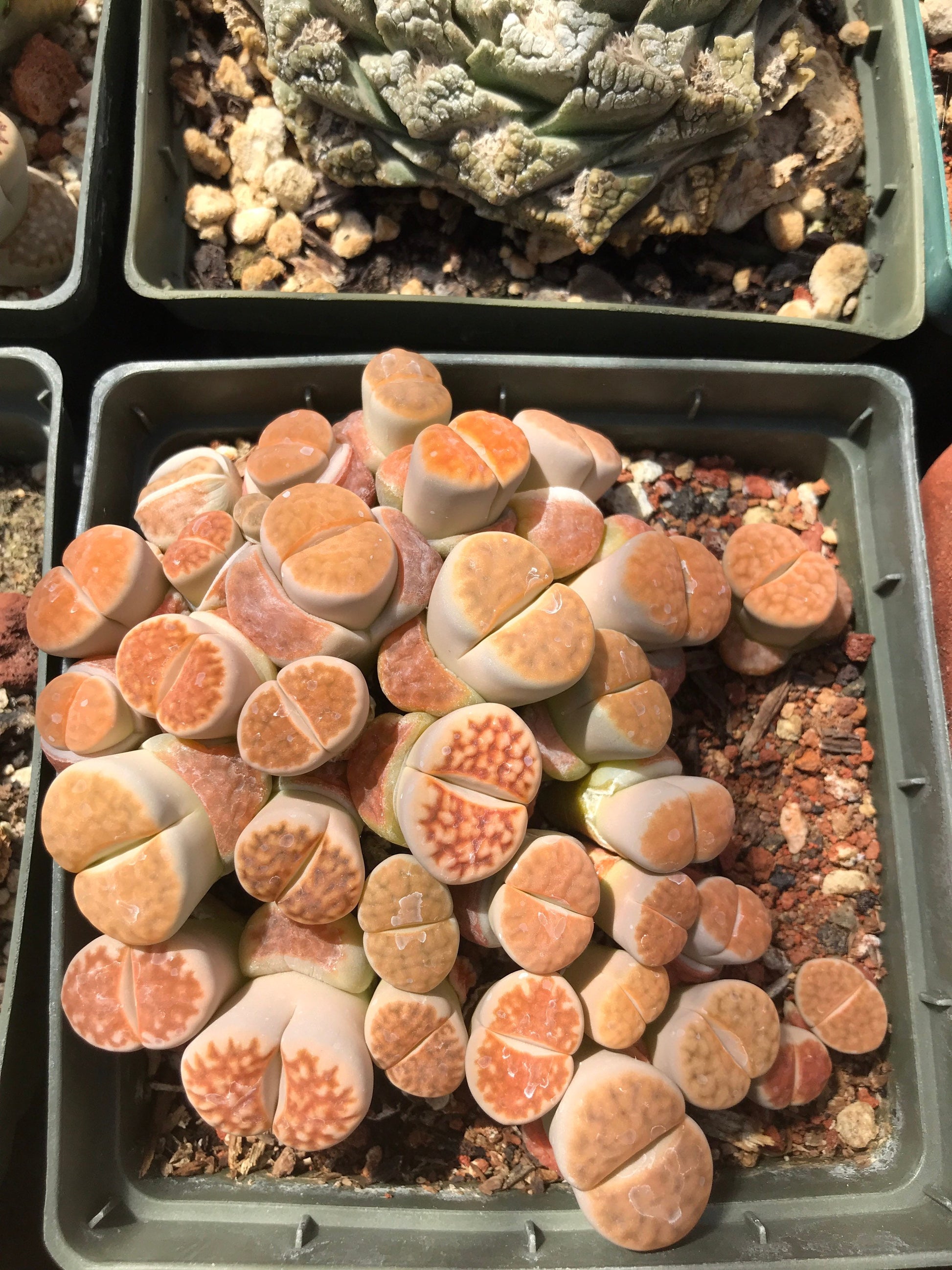 Lithop Seeds - Assorted species and hybrids