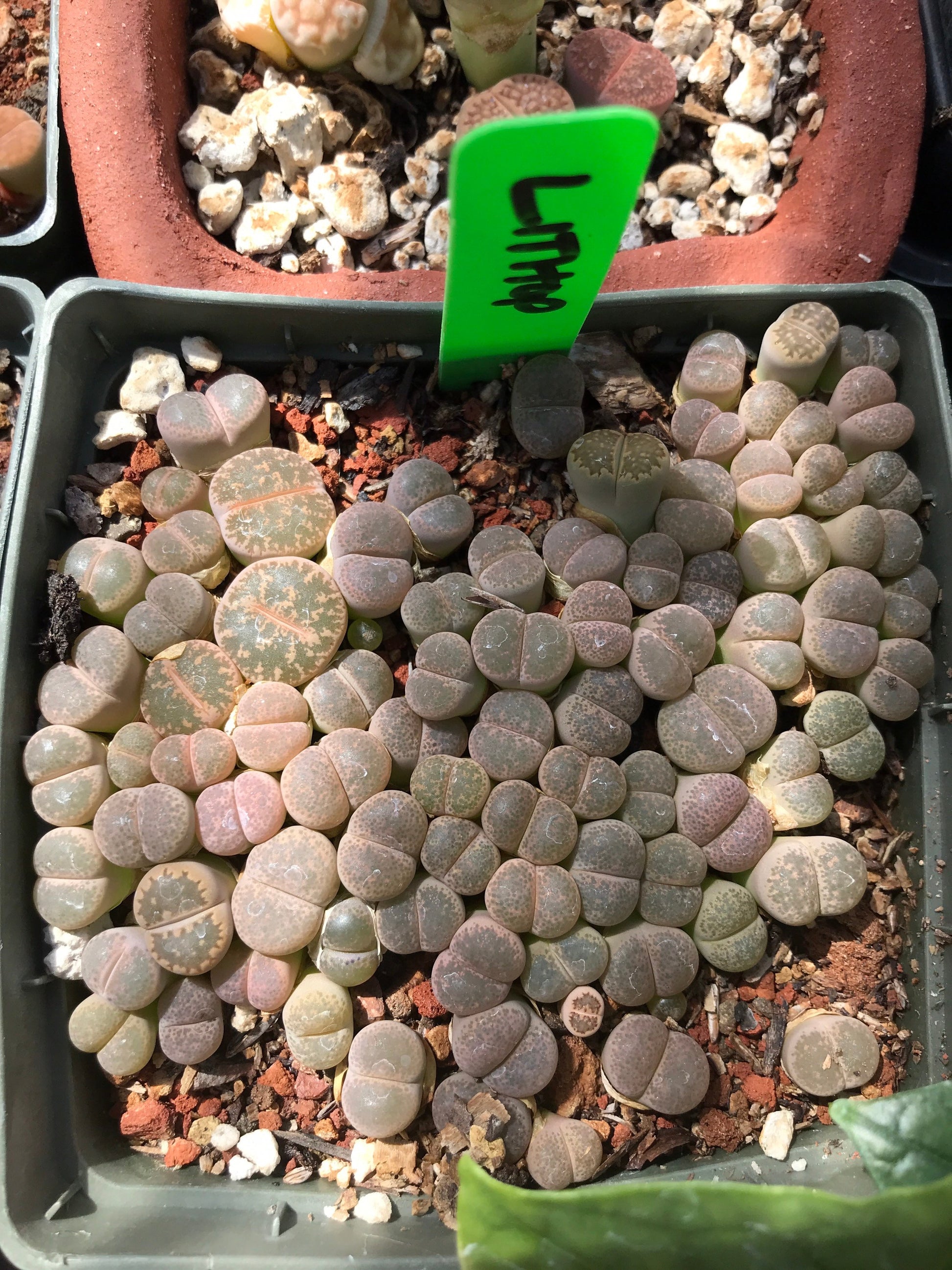 Lithop Seeds - Assorted species and hybrids