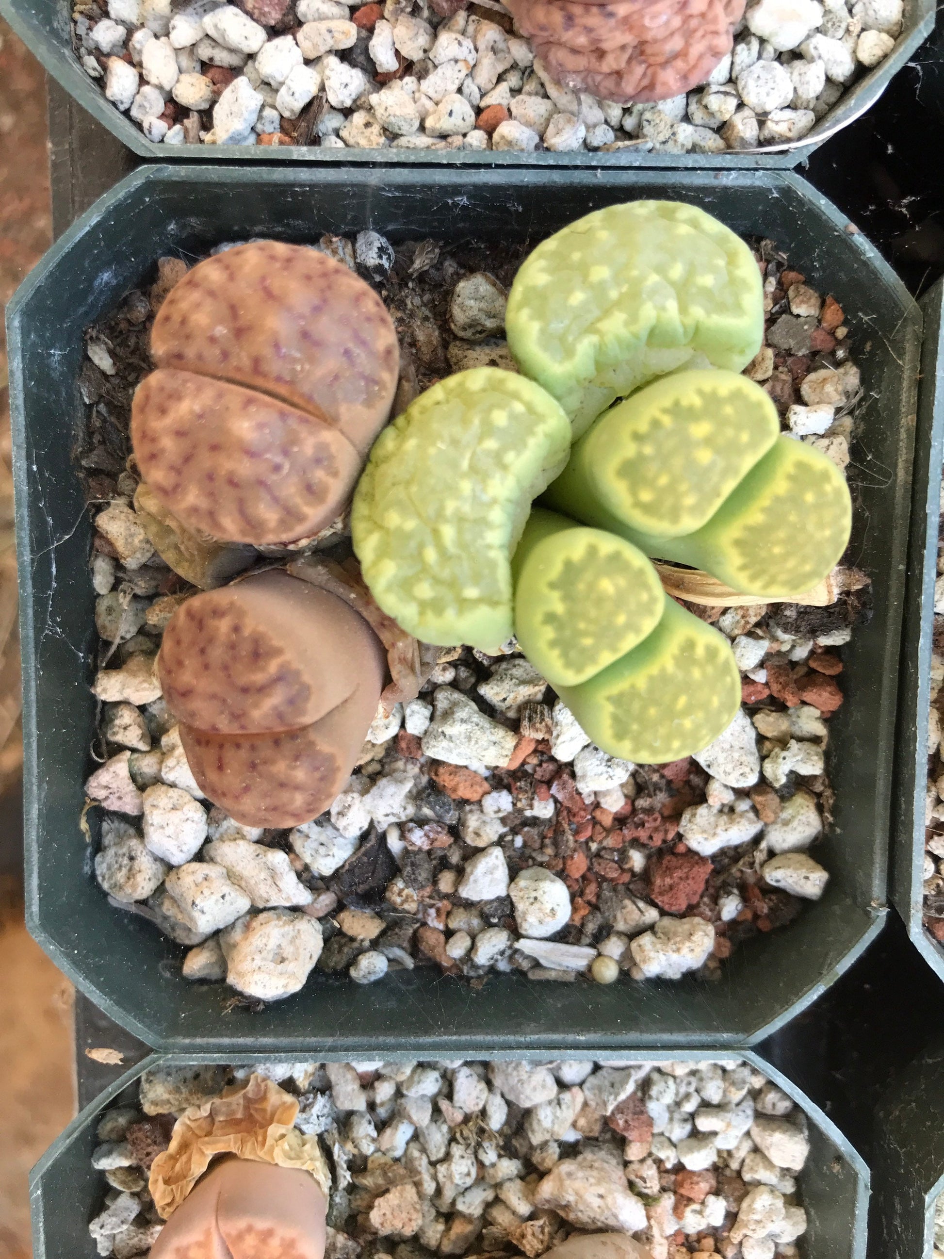 Lithop Seeds - Assorted species and hybrids