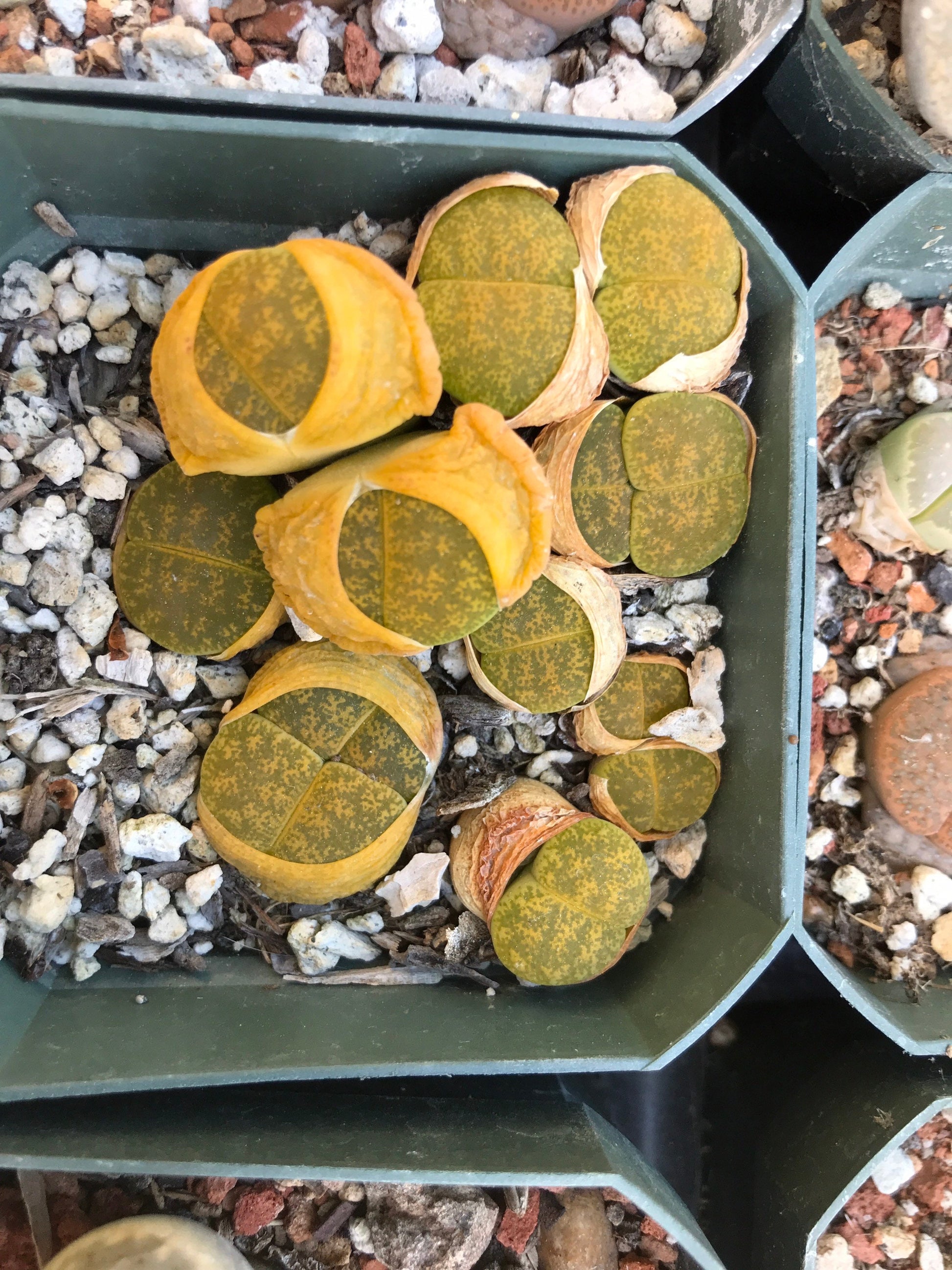 Lithop Seeds - Assorted species and hybrids