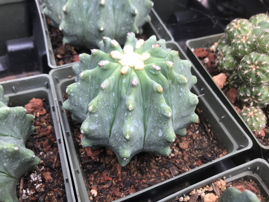 Ferocactus glaucescens inermis Cactus Seeds