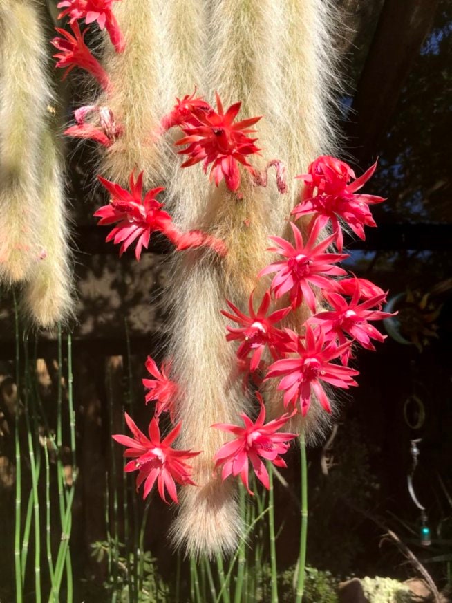 Hildewintera colademononis - Monkey Tail Cactus Seeds - Super Furry Hybrid - Fresh Seeds - California Desert Grown