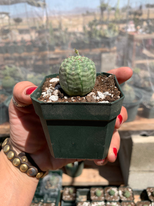Euphorbia obesa - Seed grown in California
