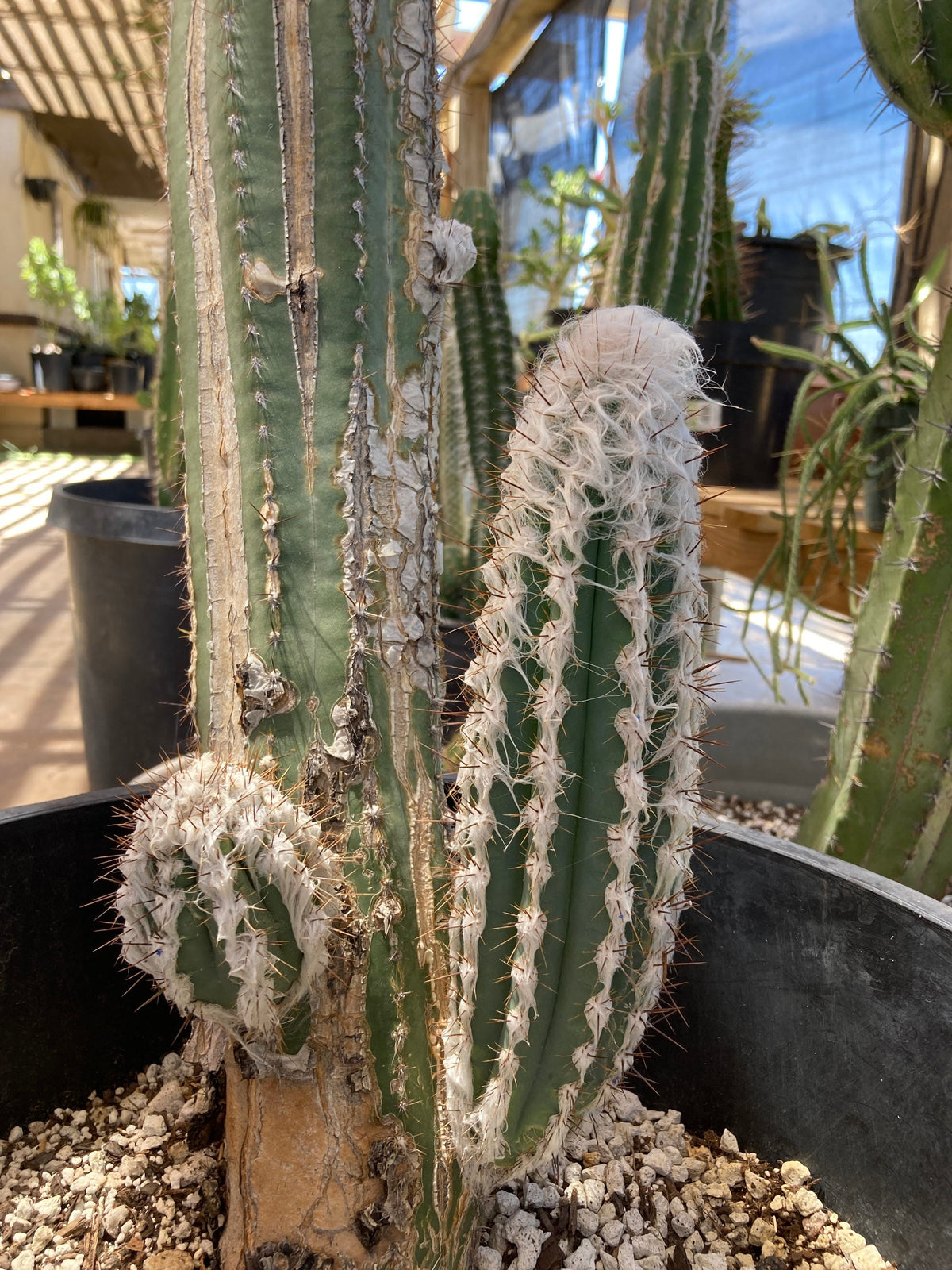 Pilosocereus cephalocereus palmeri Cactus Seeds