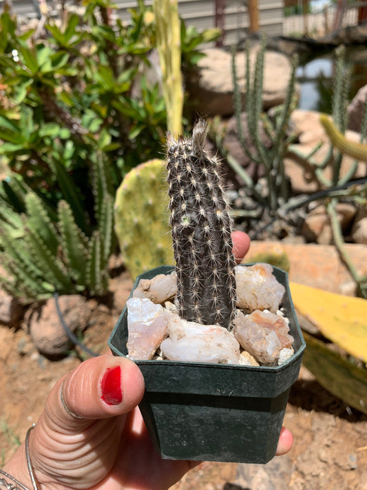 Setiechinopsis mirabilis – Cactus seedling