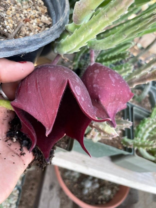 Stapelia Multi Cutting Pack - 5 Different Species