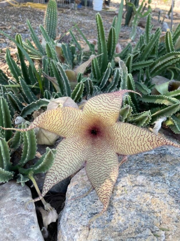 Stapelia Multi Cutting Pack - 5 Different Species