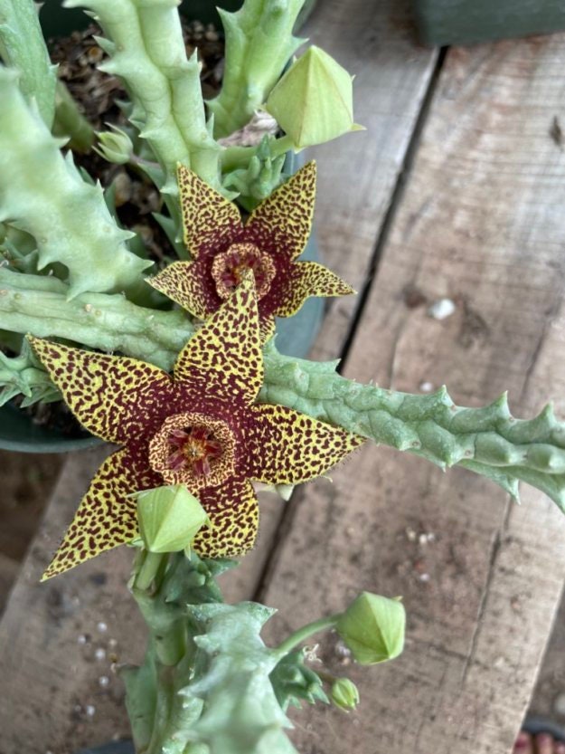 Stapelia Multi Cutting Pack - 5 Different Species