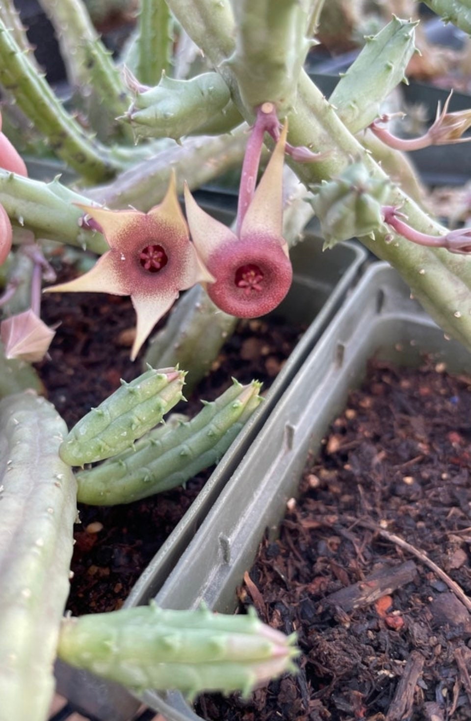 Stapelia Multi Cutting Pack - 5 Different Species