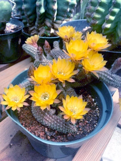Yellow Bloom Peanut Cactus - Echinopsis chamaecereus