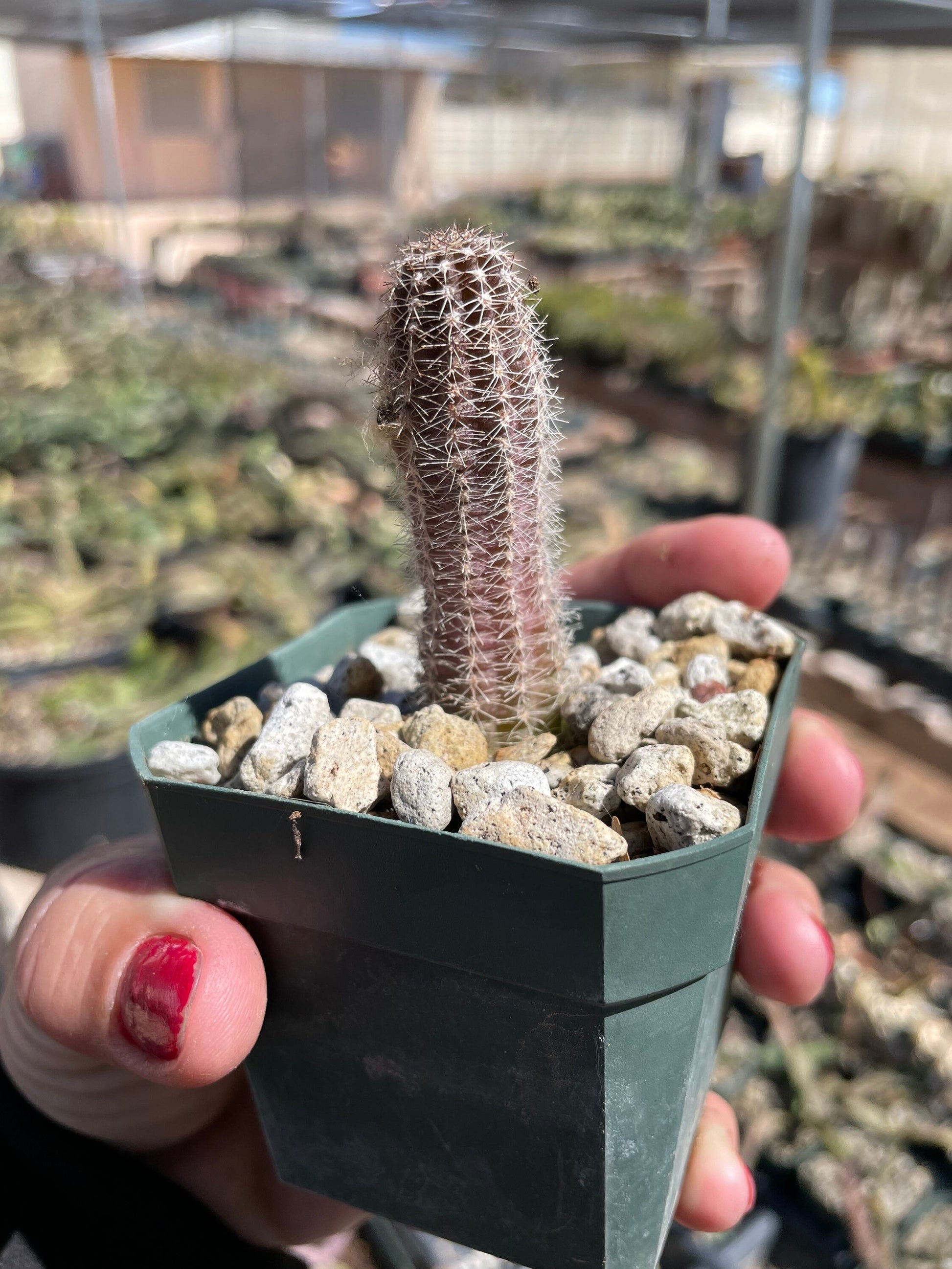 Yellow Bloom Peanut Cactus - Echinopsis chamaecereus