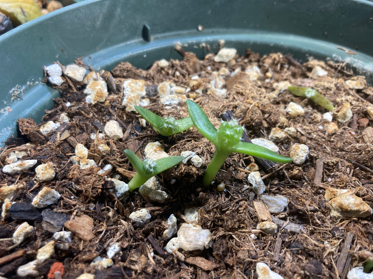 Tephrocactus aoracanthus var. paediophilus Cactus Seeds