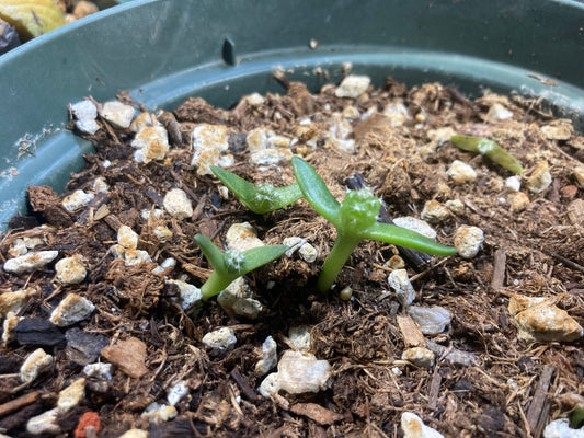 Tephrocactus aoracanthus var. paediophilus Cactus Seeds