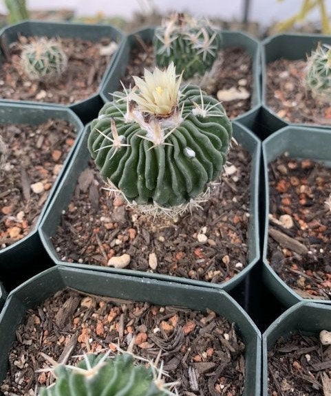 Echinofossulocactus Species (Assorted) Cactus Seeds