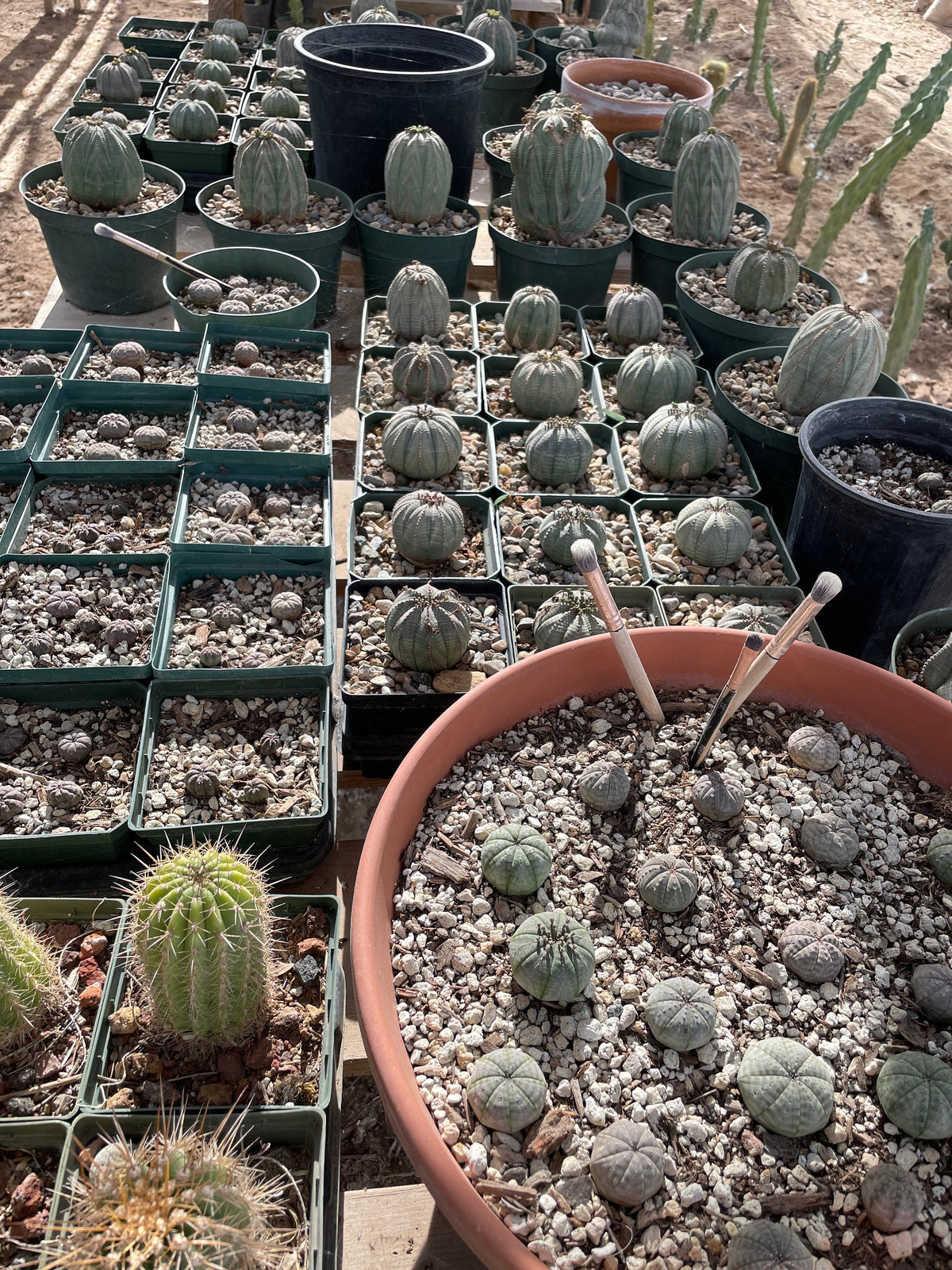 Euphorbia obesa Cactus Succulent Seeds - High Germination Ra