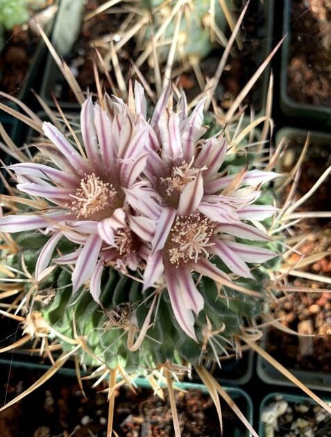 Echinofossulocactus Species (Assorted) Cactus Seeds