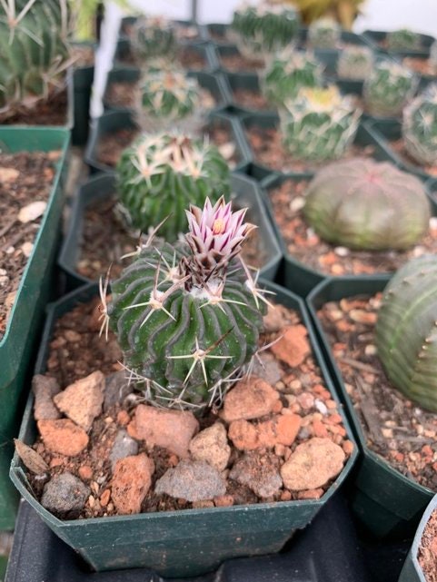 Echinofossulocactus Species (Assorted) Cactus Seeds