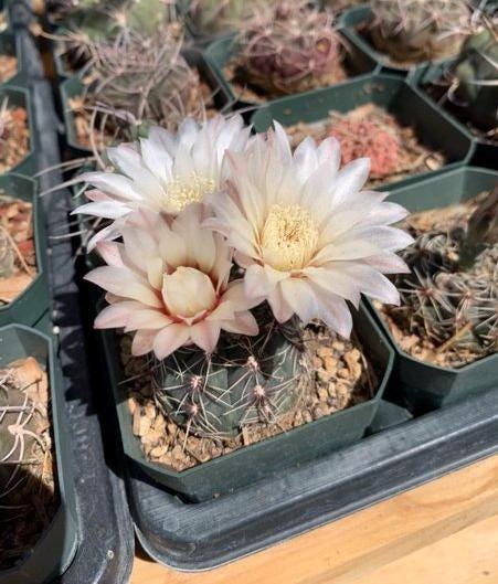 Gymnocalycium altagraciense Cactus Seeds