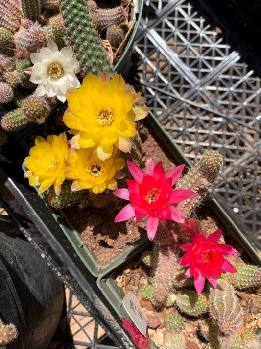 Echinopsis chamaecereus (Peanut Cactus) - Seed Mix various color blooms
