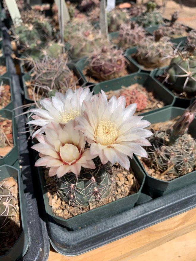 Gymnocalycium altagraciense Cactus Seeds